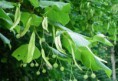 /album/fotogaleria/tilia-platyphyllos-jpg/